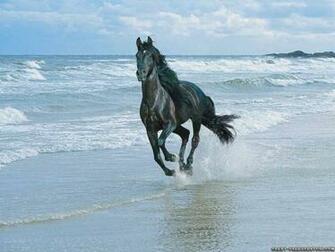 Wallpaper Horse On Beach