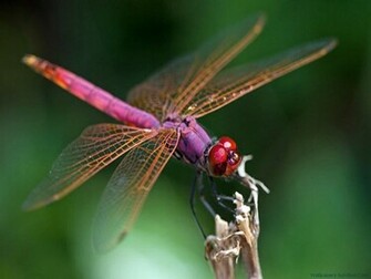Dragonfly Wallpaper