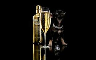 Bling Dog And Diamond Background In Resolution HD