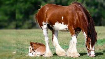 Horse Desktop Wallpaper
