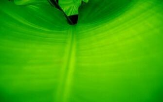 Green Leaf Wallpaper