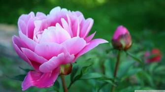 Pink Peony Wallpaper