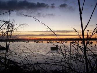 Goose Hunting Wallpaper Waterfowl