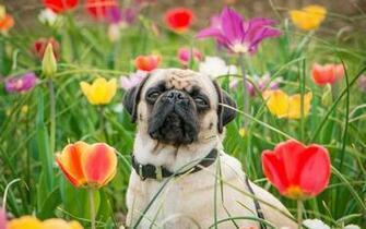 Pug Dog HD Wallpaper Best Collection