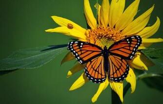 Photo Wallpaper Macro Insects Butterfly Ladybug And