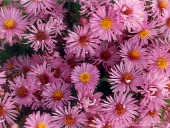 Flower Power Flowers Wallpaper