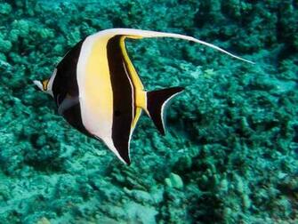 Moorish Idol Wallpaper E