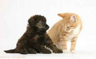 Male Kitten Tom Months Old And Red Brindle Toy Poodle Pup