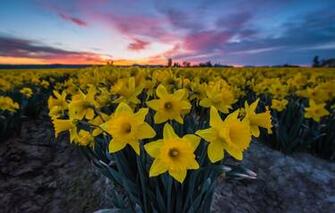Wallpaper Flowers Sunrise Dawn Morning Daffodils Plantation