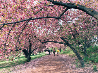 New York City Spring A Travel