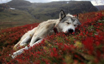 Alaska HD Wallpaper And Background