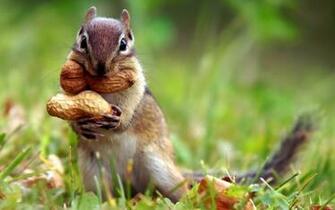 Squirrel Wallpaper HD Pictures One