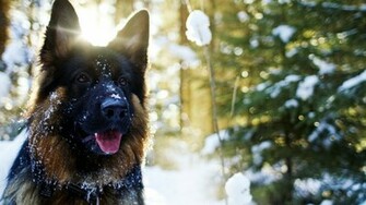 German Shepherd Wallpaper High Definition Quality Widescreen