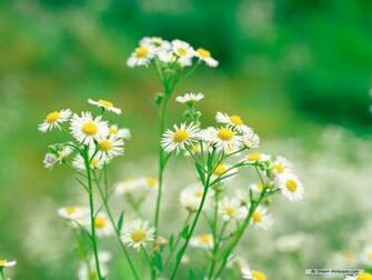 Wallpaper Flower Daisy