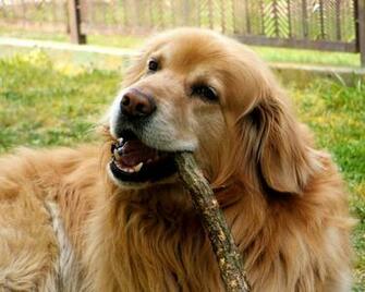 Golden Retriever Pictures And Wallpaper Your Desktop