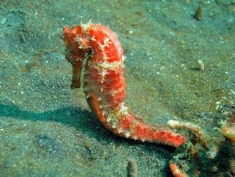Sea Horse Wallpaper