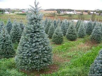 Colorado Blue Spruce Tree Wallpaper