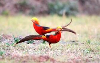 Golden Pheasant Full HD Wallpaper And Background