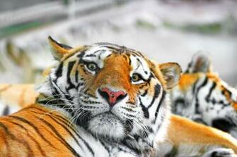 Siberian Tiger Wallpaper