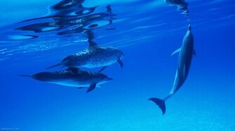 Dolphin Pool Pixels Wallpaper Tagged Mammal