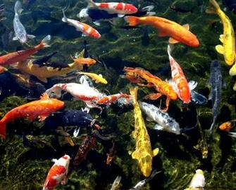 Koi Fish Wallpaper Desktop Gallery