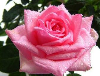 Pink Rose With Water Drops Wallpaper 3d Drop On HD