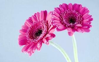 Tag Gerbera Flowers Wallpaper Background Photos Imageand