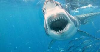 Shark Attack Screensaver Screensavergift
