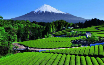 Tea Garden Wallpaper
