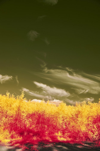 A Red And Yellow Field With Trees In The Background Photo