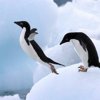 Cute Penguin Wallpaper For iPad