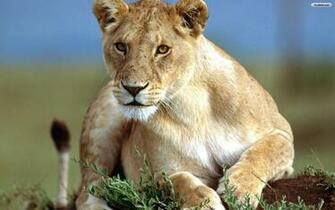Animals Wallpaper