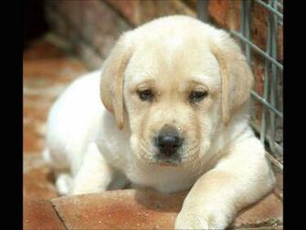 Golden Retriever Puppies Wallpaper HD