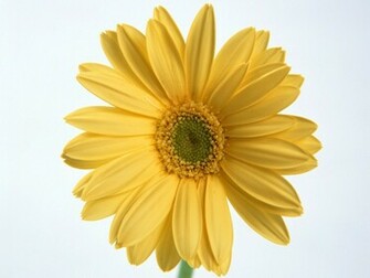Single Flower Wallpaper