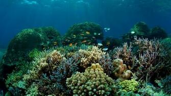 Reef Coral Fish Ocean Sea Water Widescreen HD Wallpaper Car Pictures