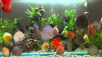 Discus Fish Wallpaper