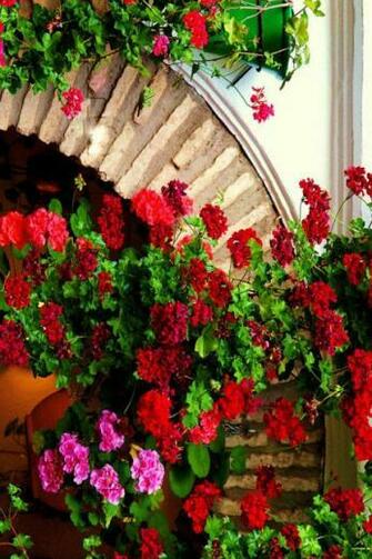 Beautiful Red Flowers iPhone Wallpaper