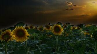 Sunflower Field Wallpaper Flower
