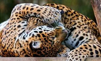 Jaguar Computer Wallpaper Desktop Background Id