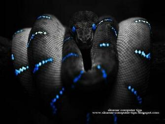 Windows7 Desktop Wallpaper Animals My
