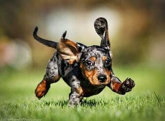 Dapple Dachshund Movdata
