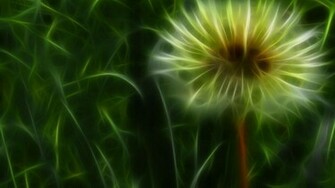 Dandelion Wallpaper Jpg