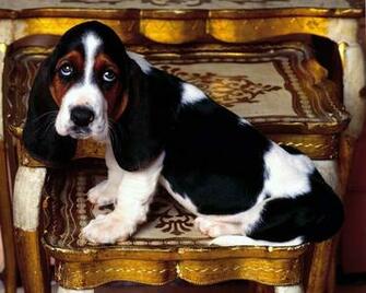 Basset Hound Puppy Desktop Pc And Mac Wallpaper