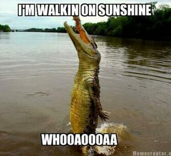 Funny Animal Captions Part Meme Pictures