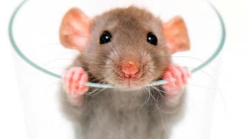 Best Pet Rats Wallpaper Muppet Treasure