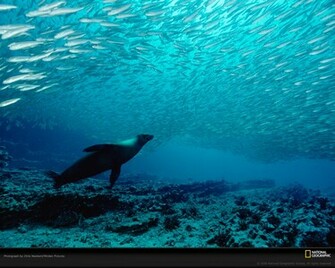 Unique Wallpaper Most Famous National Geographic HD