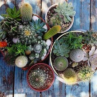 Cactus Planter