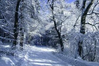 Trees Frost Forest Road Snow Winter Wallpaper Background