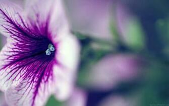 High Definition Wallpaper Photo Mac Html