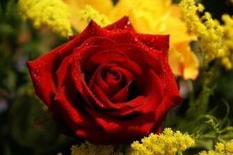 Rose Flower Wallpaper For Desktop HD Walls Mobile